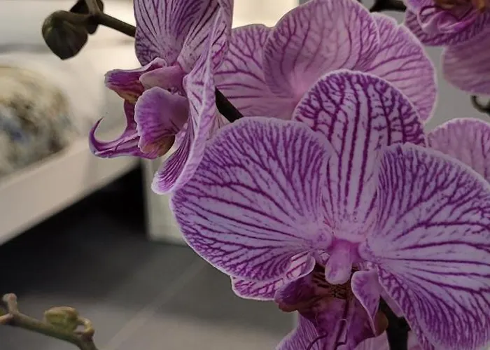 Domus Augustea 4* Agrigento