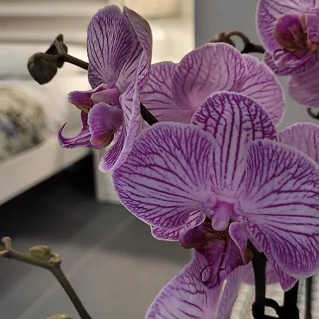 Domus Augustea 3* 아그리젠토